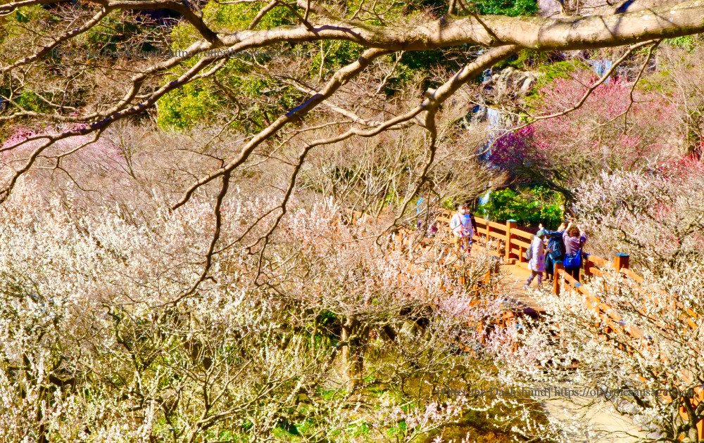 Photo_犬と旅行_犬連れ旅行_Otter the Dachshund_熱海梅園_Atami plum garden_梅_橋
